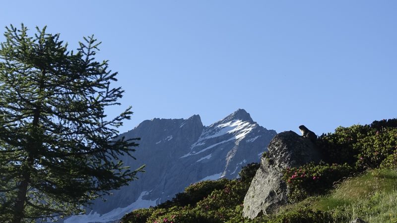 marmotte